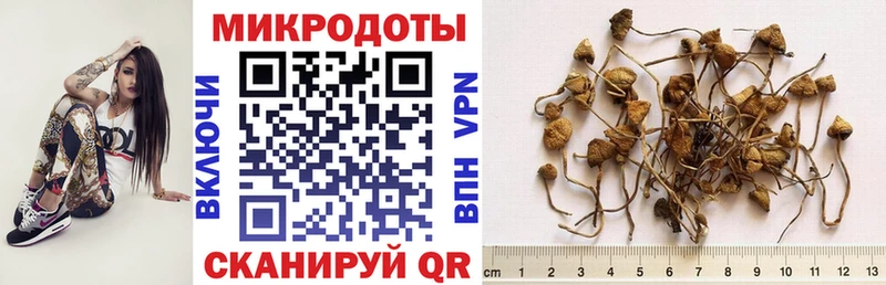 Псилоцибиновые грибы Cubensis  Купить где  Выборг 